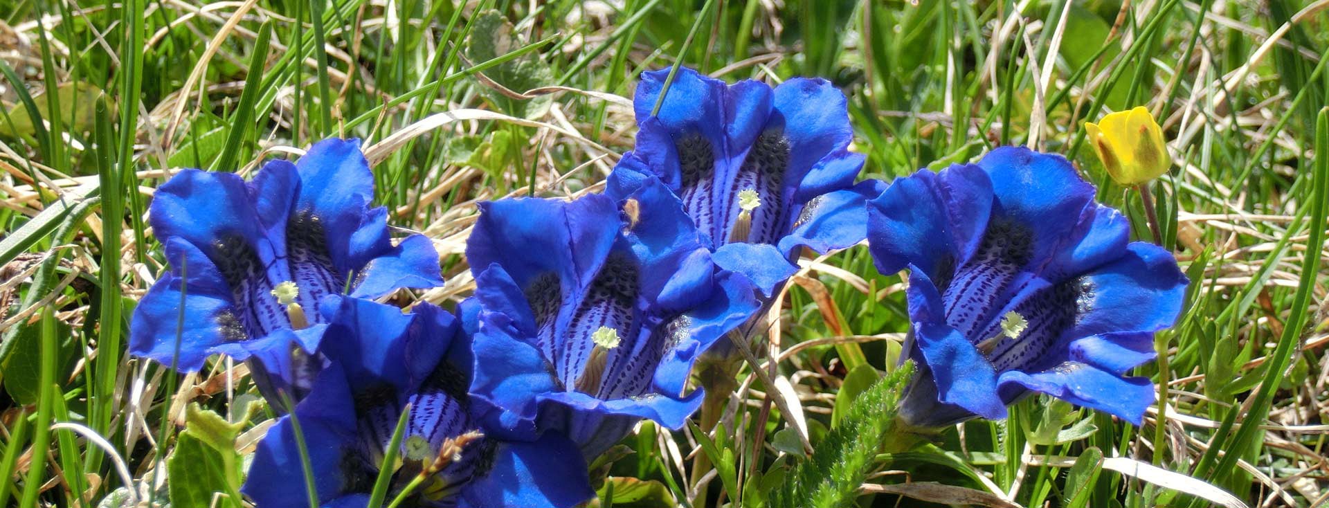 Garni Fiori